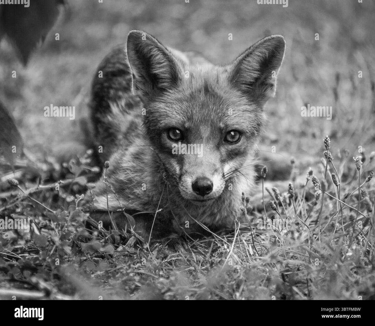 Schwarz-weiß-Bild eines Stadtfuchses, der für ein Porträt posiert. Stockfoto Schwarz-weiß-Bild eines Stadtfuchses, der für ein Porträt posiert. Stockfoto