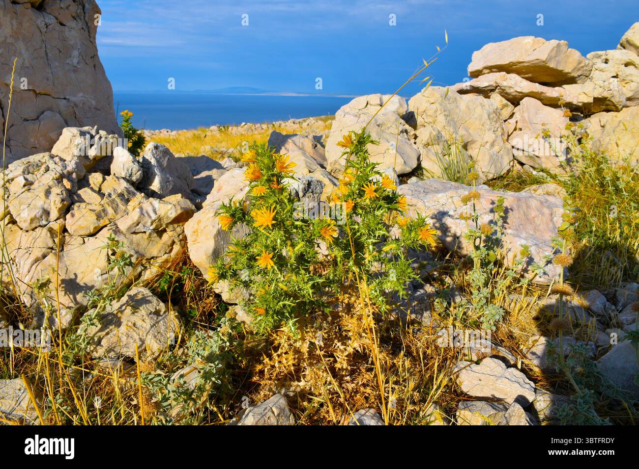 Goldene Distel (Scolymus hispanicus) gelb blühende Pflanzen auf der Insel Krk mit der Adria dahinter in Kvarner, Kroatien Stockfoto