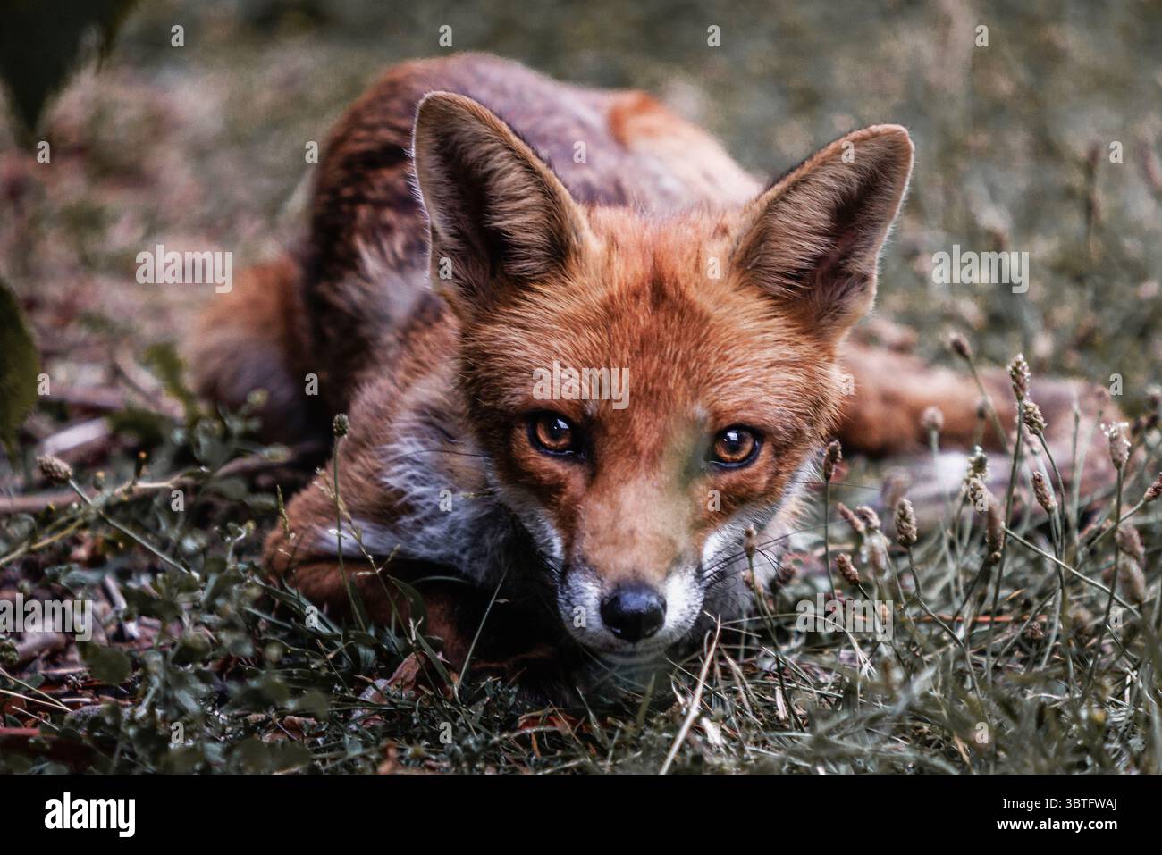 Ein Stadtfuchs posiert für ein Porträt. Stockfoto Ein Stadtfuchs posiert für ein Porträt. Stockfoto