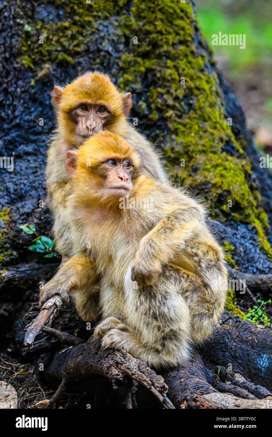 Berbermakaken (Macaca sylvanus), Atlasgebirge Azrou Zedernwald, Ifrane, Fes-Meknes, Marokko Stockfoto