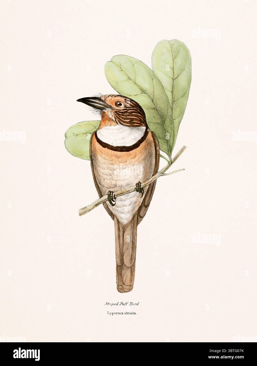Bird Illustration veröffentlicht in London, 1841. Detaillierte Darstellung tropischer Arten aus Brasilien und Mexiko mit lebhaften Farben und eleganten natürlichen Formen. Stockfoto