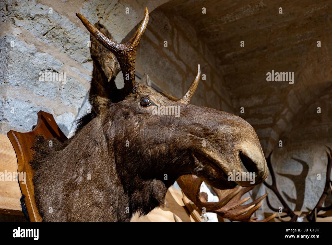 Elchpräparie mit Geweih im Innern des Jagdschlosses. Stockfoto