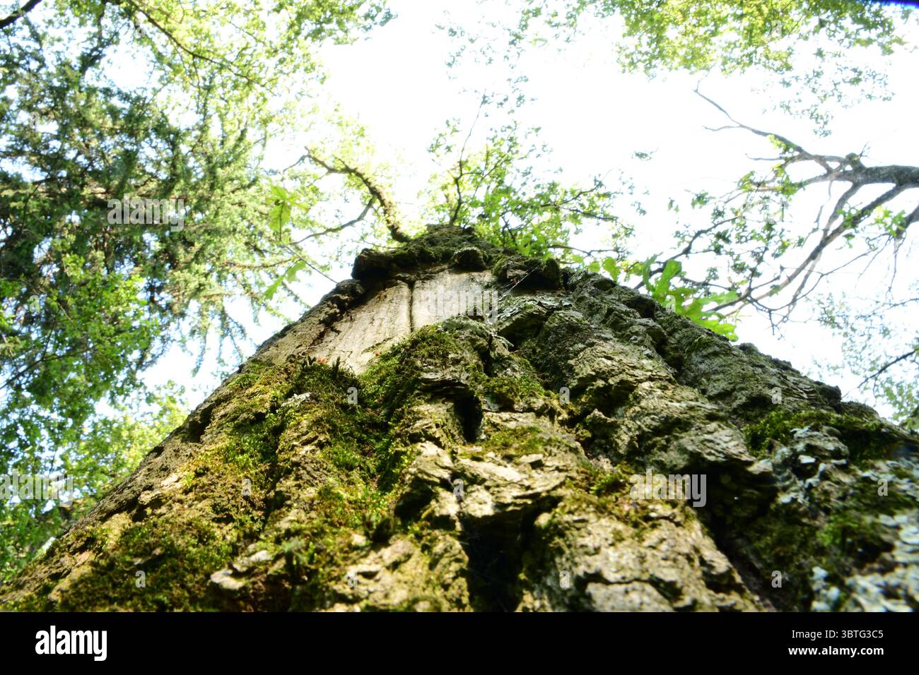 Flacher Blick auf einen strukturierten Baumstamm, der mit Moos und Flechten bedeckt ist, eingerahmt von üppigem Waldlaub unter hellem Tageslicht im Frühling Stockfoto