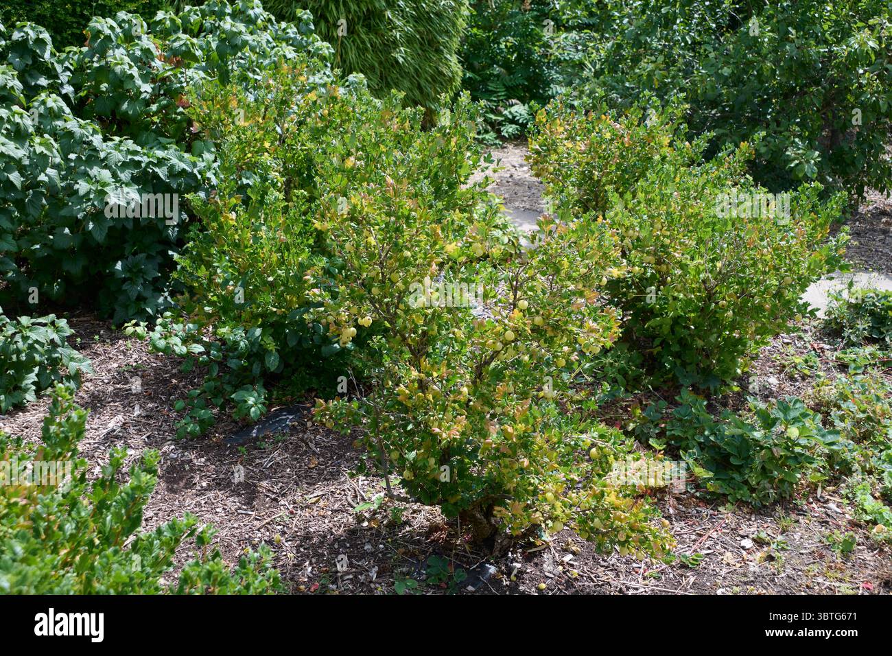 Stachelbeeren (ribes uva-crispa) Pflanzen, die im Garten fruchten.,United Kingdon, UK, GB Stockfoto