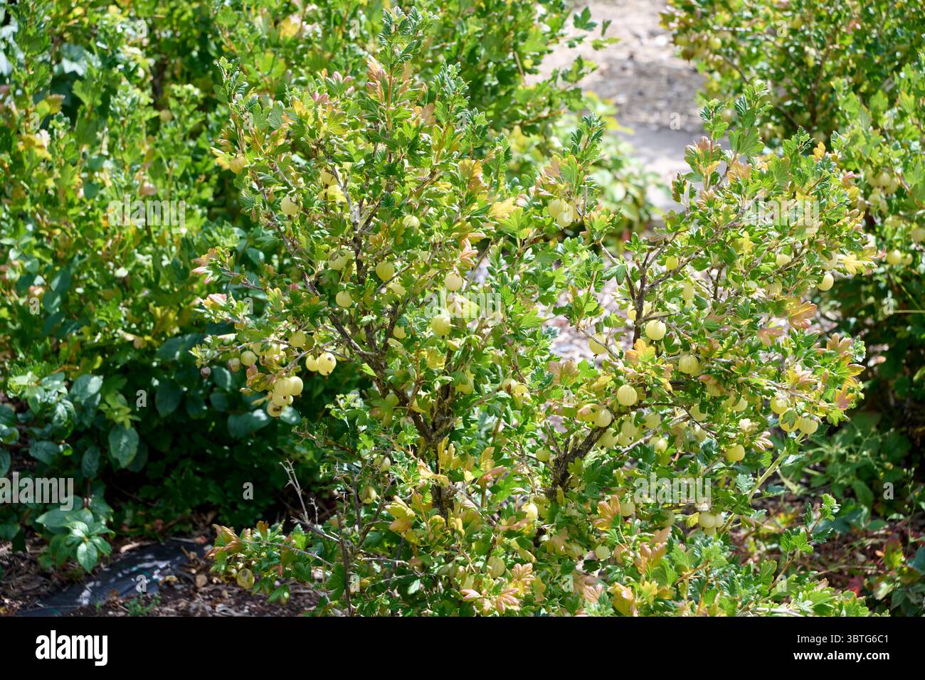 Stachelbeeren (ribes uva-crispa) Pflanzen, die im Garten fruchten.,United Kingdon, UK, GB Stockfoto
