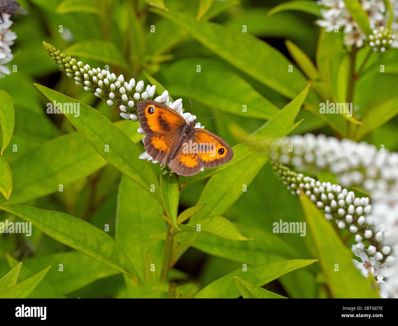 Torhüter Schmetterling, der sich von den Blumen von Lysimachia barystachys ernährt. Juli Sommer Stockfoto