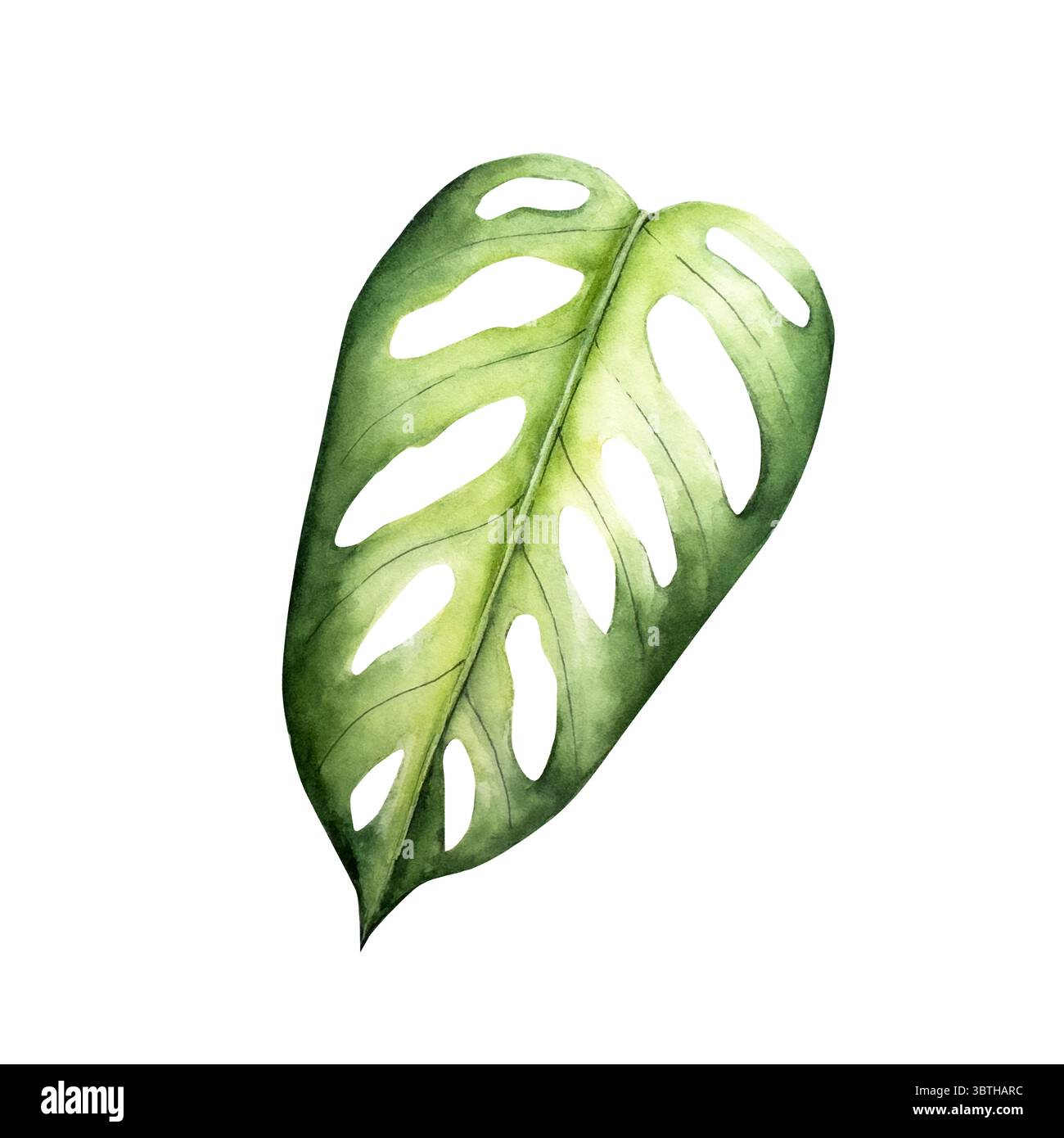 Realistisches Monstera-Blatt. Handgezeichnetes Aquarell leuchtende Grüntöne. Isolierte botanische Illustration auf transparentem Hintergrund. Perfekt für tropische Verhältnisse Stockfoto