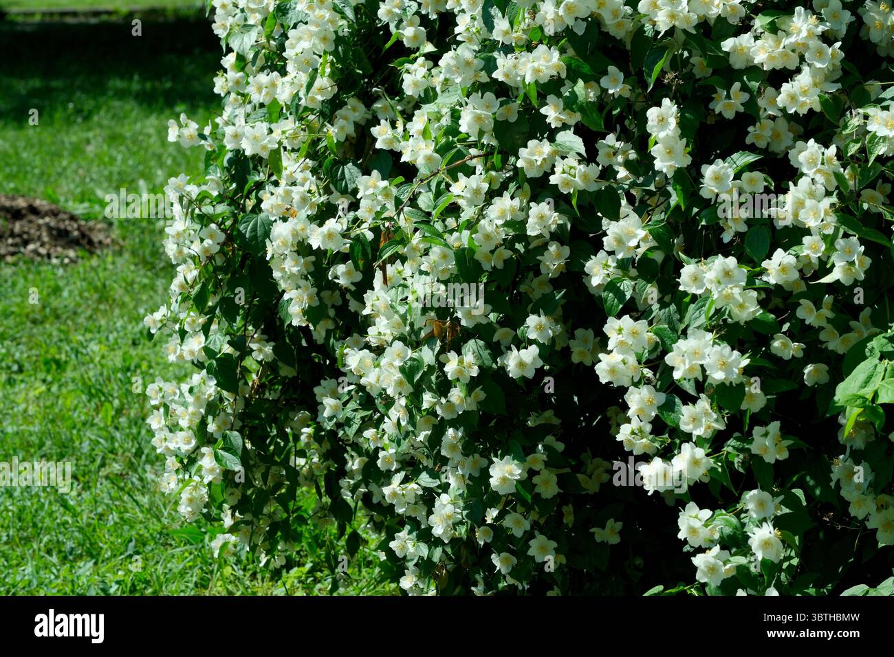 Schöne Pflanze natürlichen grünen Hintergrund, Jasminblüten an einem hellen sonnigen Junitag, Karten, Banner, Designdekoration Stockfoto