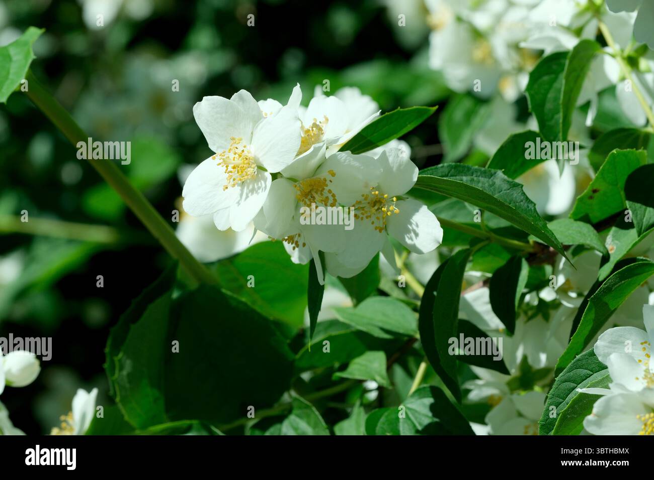 Schöne Pflanze natürlichen grünen Hintergrund, Jasminblüten an einem hellen sonnigen Junitag, Karten, Banner, Designdekoration Stockfoto