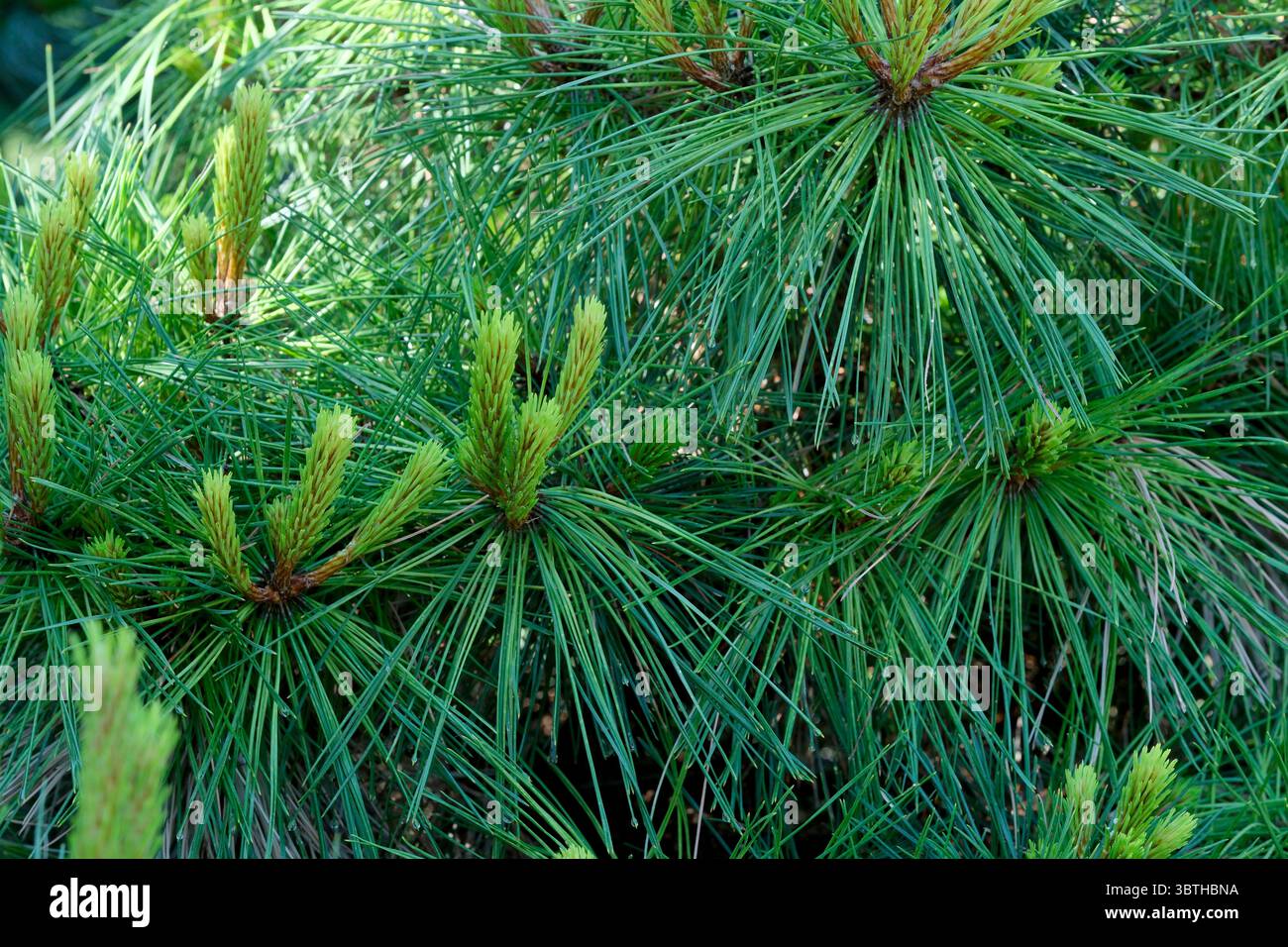 Schöne Pflanze natürlicher grüner Hintergrund, Nahaufnahme an einem hellen sonnigen Juni-Tag, Karten, Banner, Design-Dekoration Stockfoto