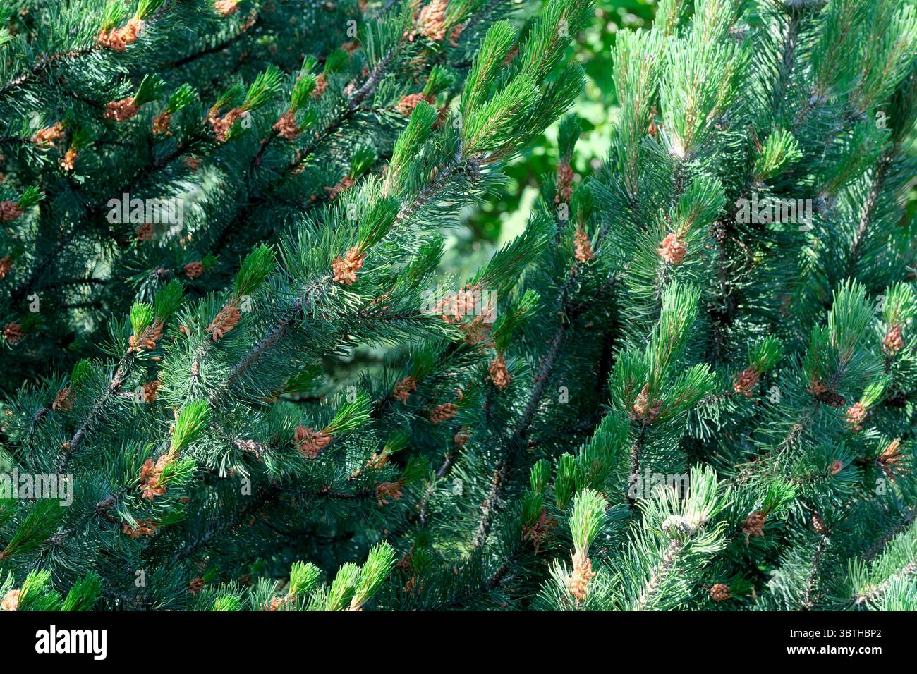 Schöne Pflanze natürlicher grüner Hintergrund, Nahaufnahme an einem hellen sonnigen Juni-Tag, Karten, Banner, Design-Dekoration Stockfoto
