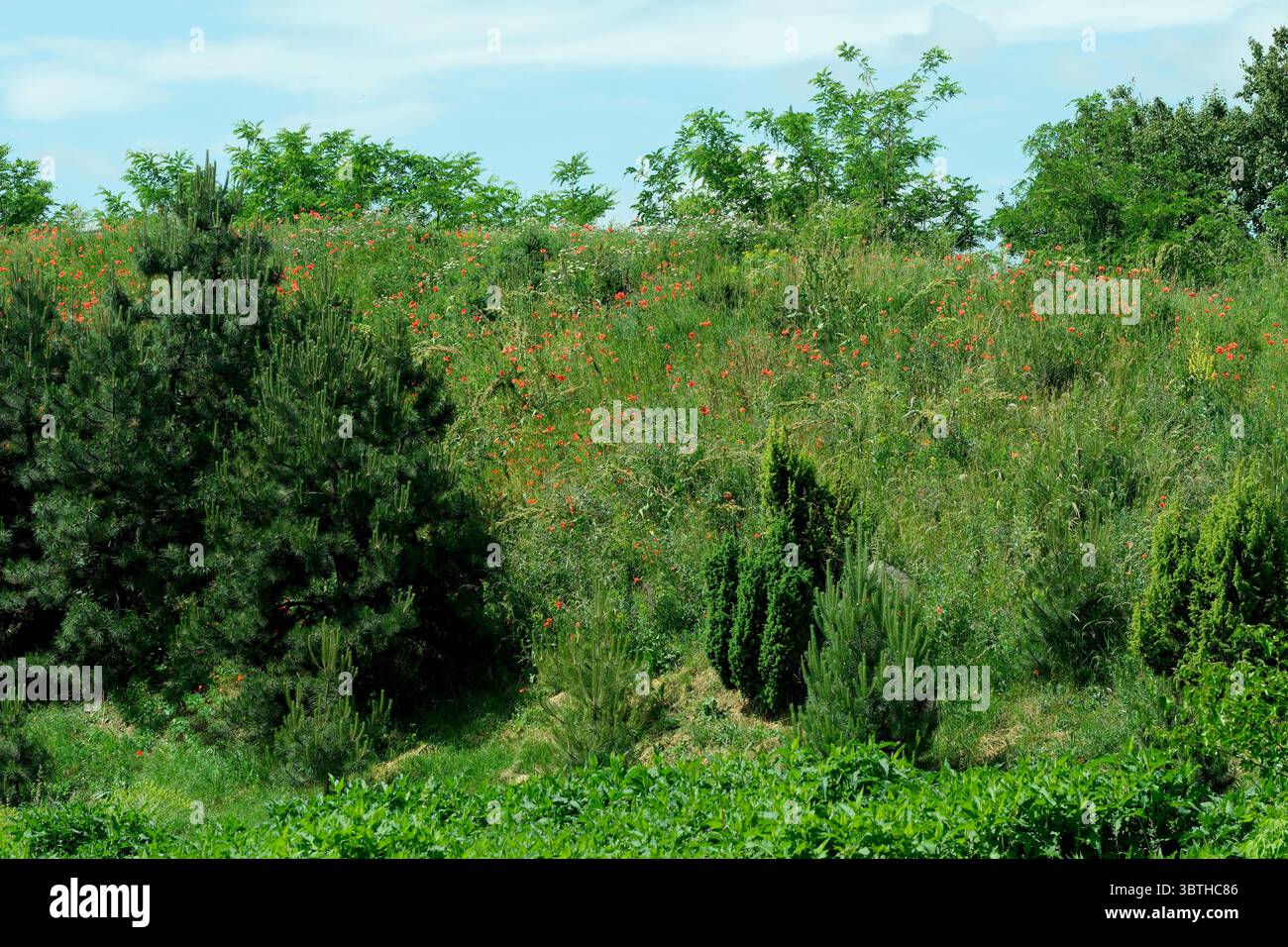 Schöne grüne Hintergrundsommerlandschaft an einem sonnigen Juni-Tag, viel frische natürliche Vegetation Stockfoto