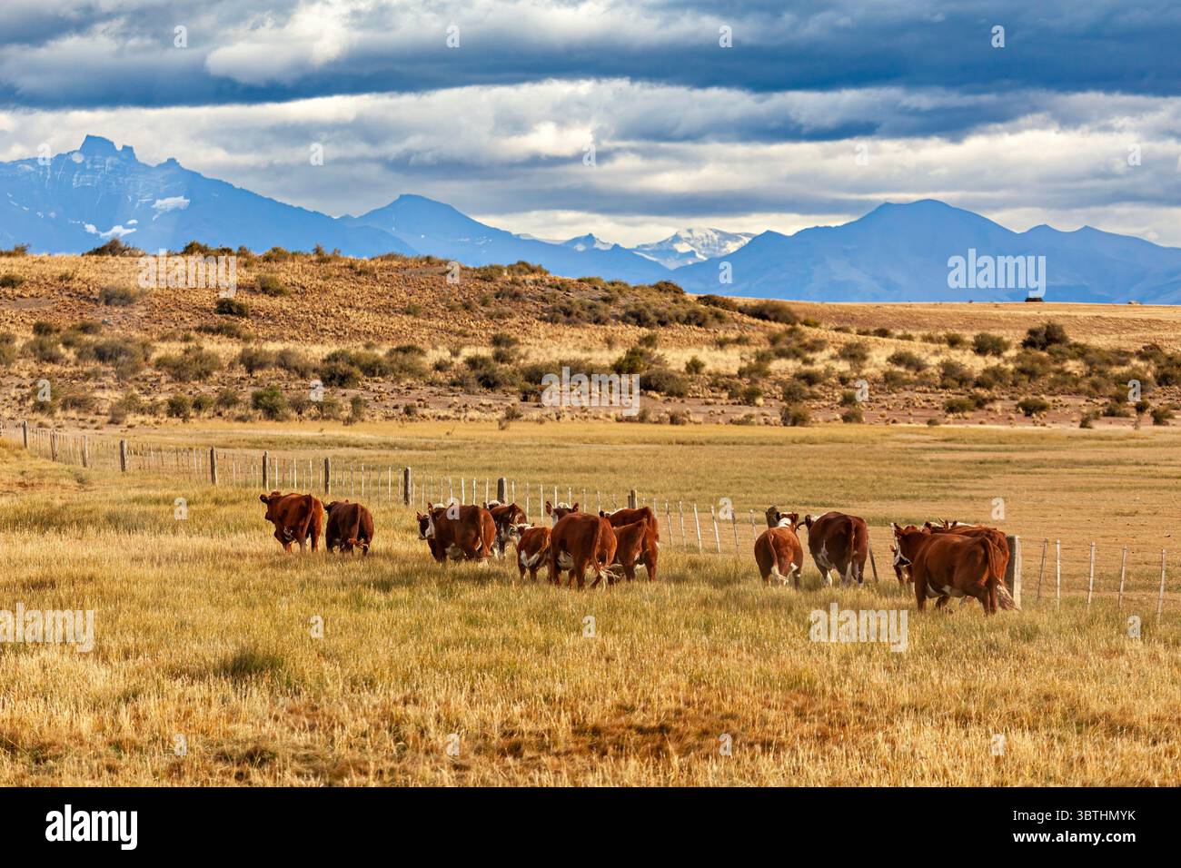 Eine Rinderherde in der Landschaft patagoniens Stockfoto