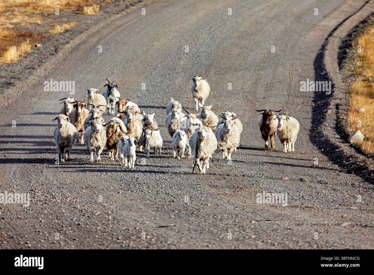 Eine Tierherde in der Landschaft patagoniens Stockfoto
