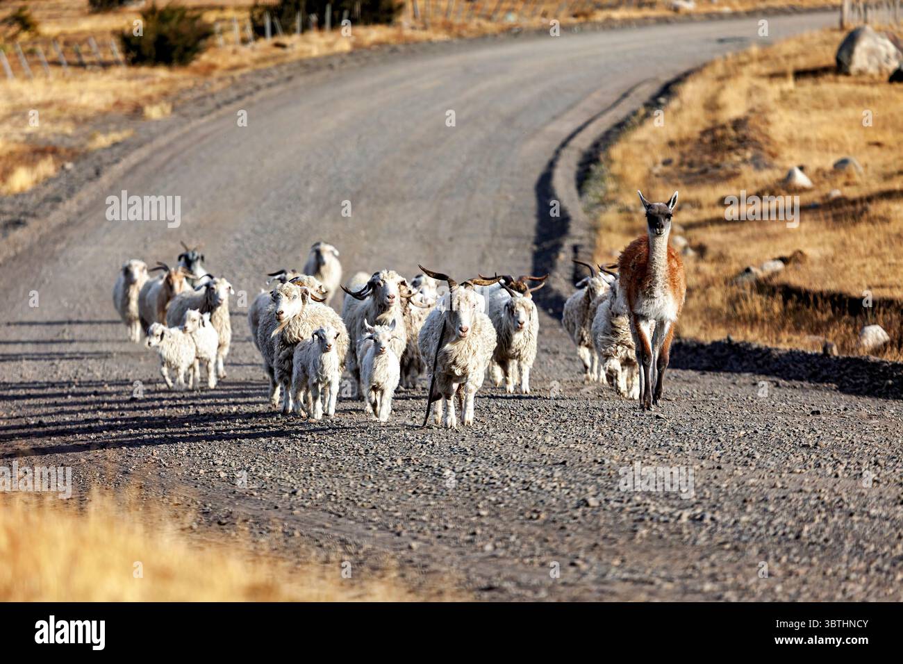 Eine Tierherde in der Landschaft patagoniens Stockfoto