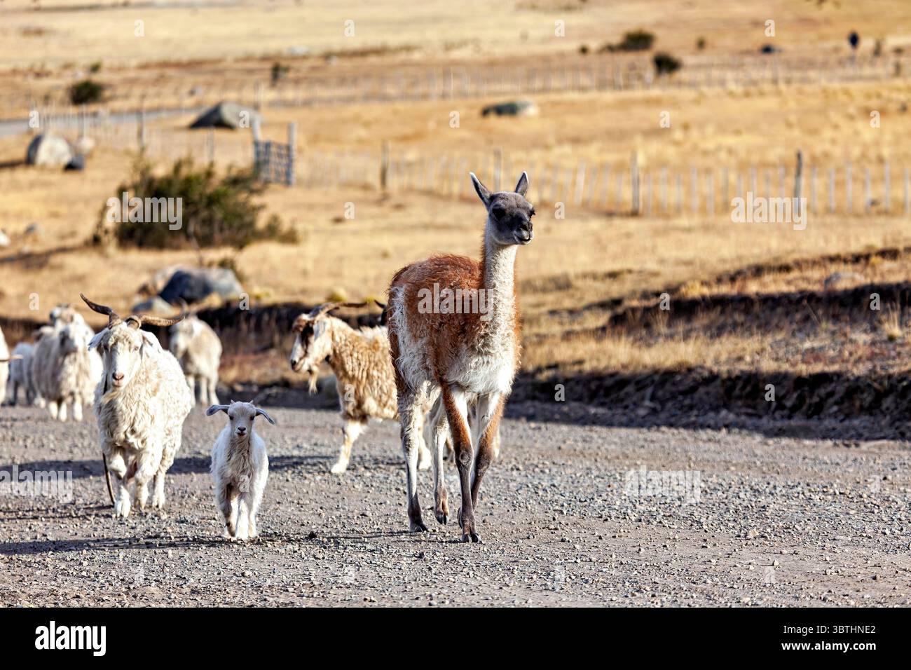 Eine Tierherde in der Landschaft patagoniens Stockfoto
