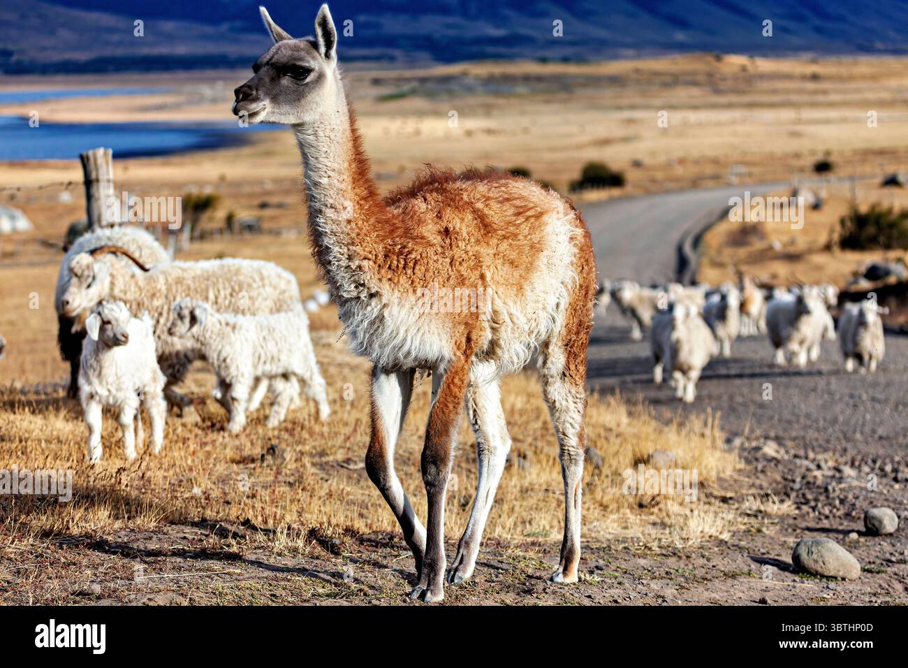Eine Tierherde in der Landschaft patagoniens Stockfoto
