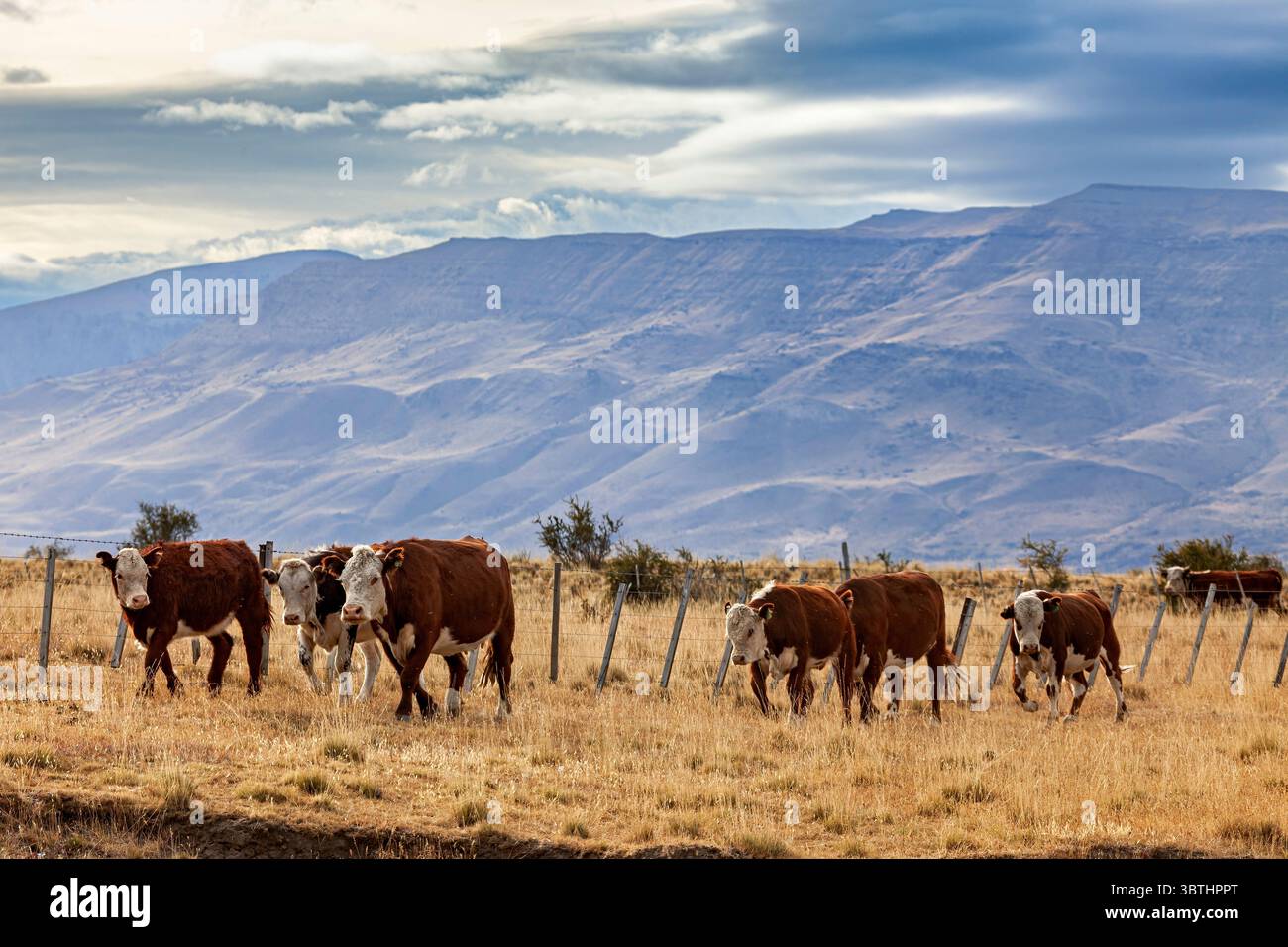 Eine Rinderherde in der Landschaft patagoniens Stockfoto