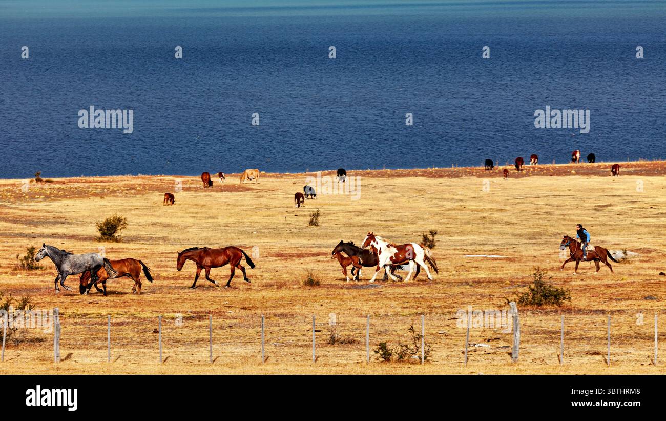 Eine Pferdeherde in der Landschaft Patagoniens Stockfoto