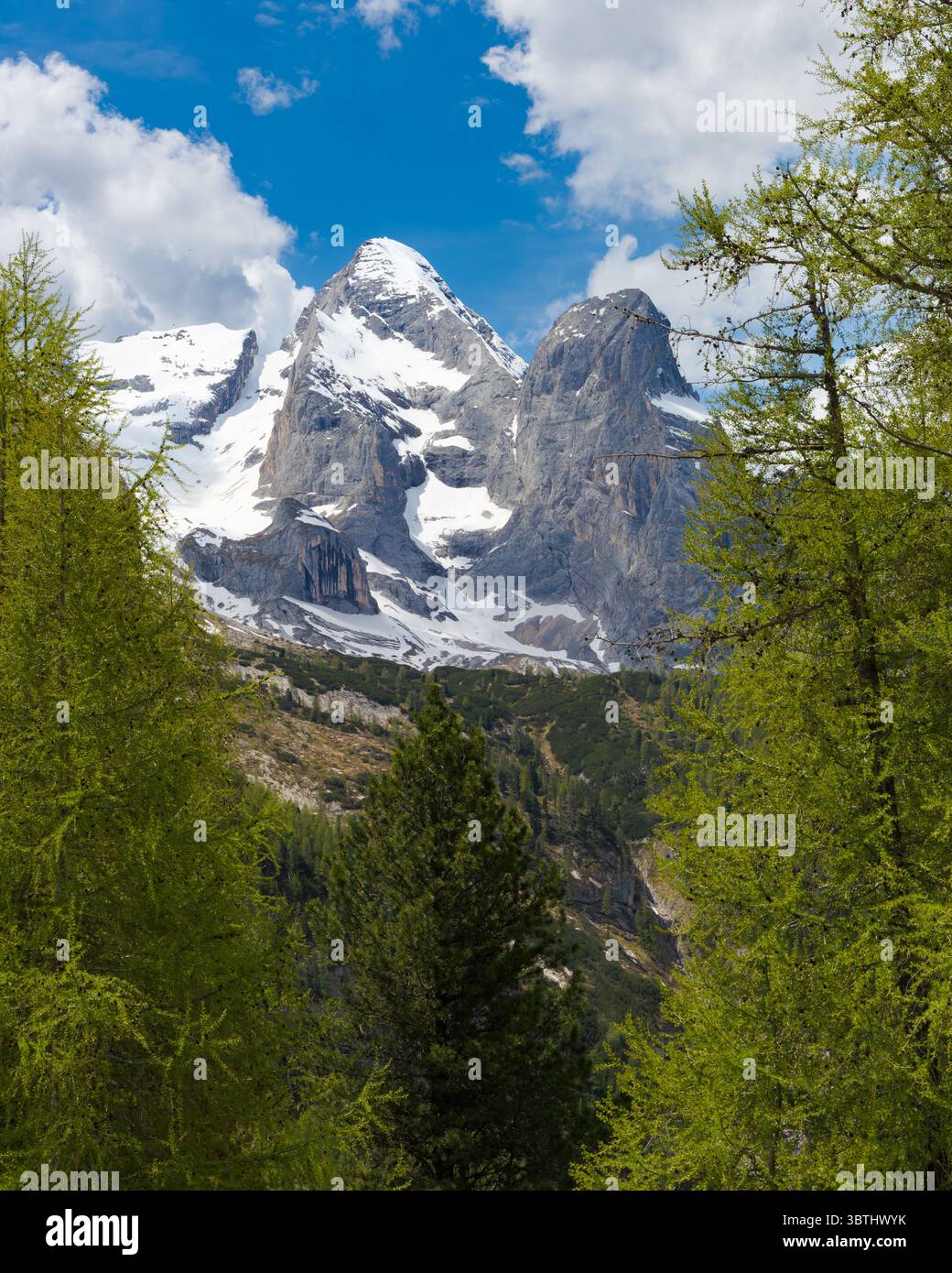 Die beeindruckenden schneebedeckten Gipfel der Marmolada, eingerahmt von lebhaften grünen Kiefern, dominieren die Landschaft unter einem hellblauen Himmel mit verstreuten Wolken Stockfoto