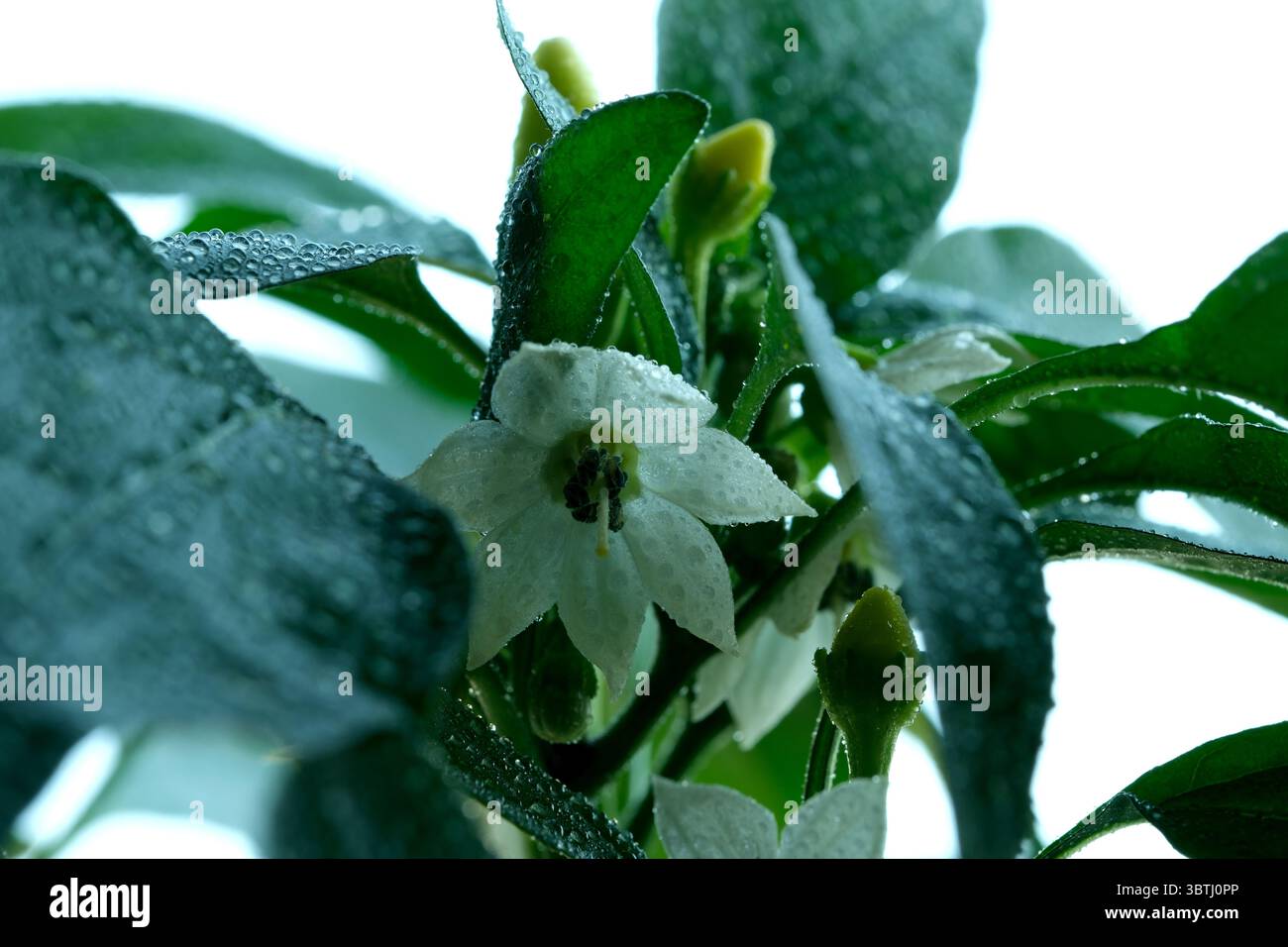 Weiße Blüten mit Tautropfen auf einer grünen Pflanze. Stockfoto
