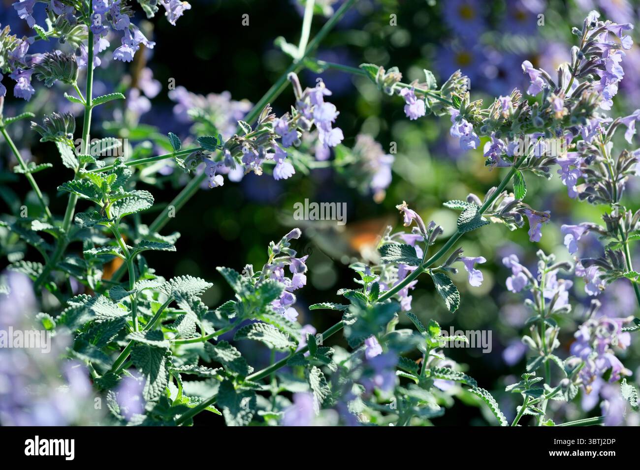 Weiche Lavendelblüten blühen, im Sonnenlicht getaucht und ziehen die Bestäuber an. Stockfoto