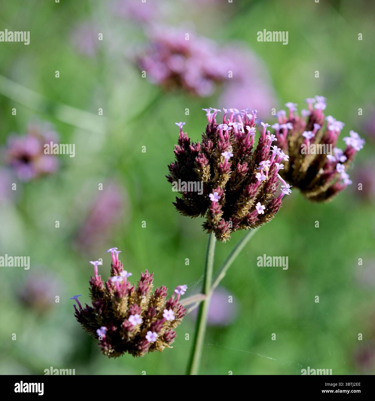 Zarte lila Wildblumen blühen im warmen Sonnenlicht des Frühlings auf einer lebendigen Wiese. Stockfoto