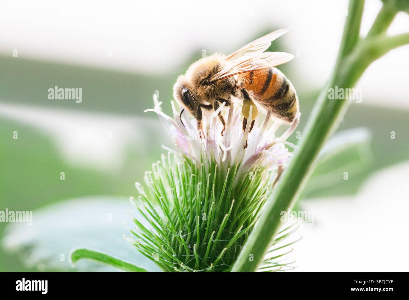 Eine Honigbiene, die auf einer Arctium-Blume sucht Stockfoto