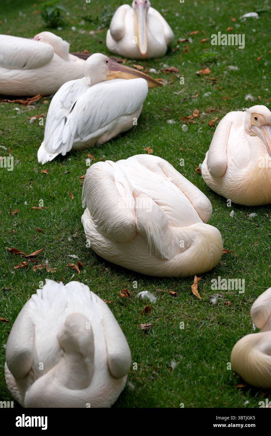 Pinkfarbene Pelikane ruhen sich an einem heißen Sommertag auf einem grünen Rasen aus, Nahaufnahme Stockfoto