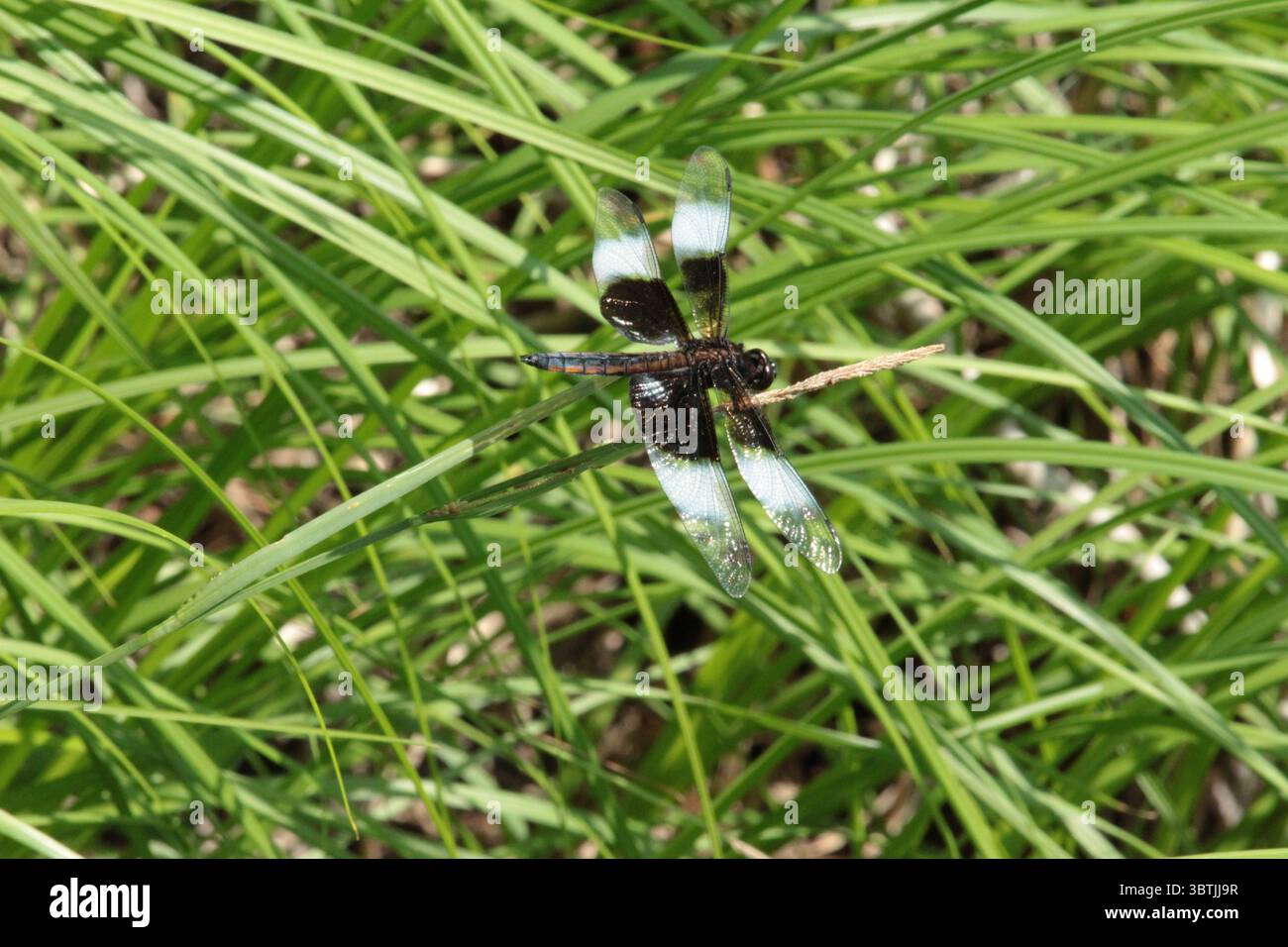 Witwe Abstreicheisen Libelle Stockfoto