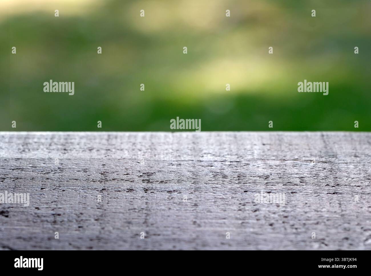 Grüne Pflanze Hintergrund Nahaufnahme Blattpflanze Makrofotografie Stockfoto