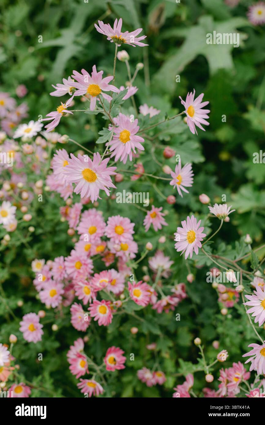Leuchtende rosa Gänseblüten und zarte Blüten blühen in einem blühenden Garten unter hellem Sonnenschein. Stockfoto