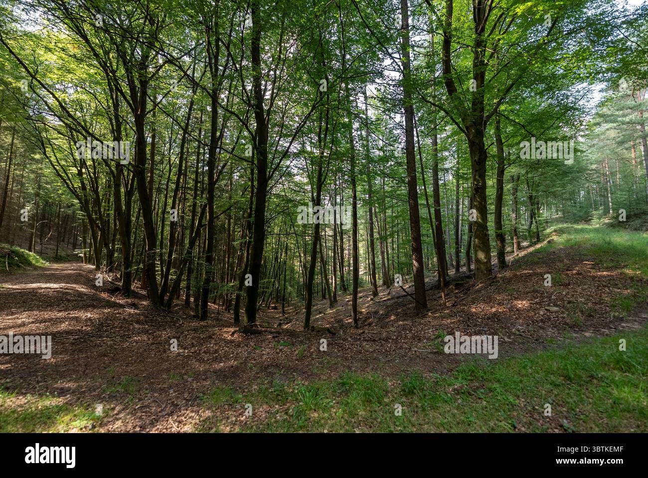 Sonnendurchfluteter Waldweg in üppig grünen Wäldern – ruhige Naturlandschaft Stockfoto