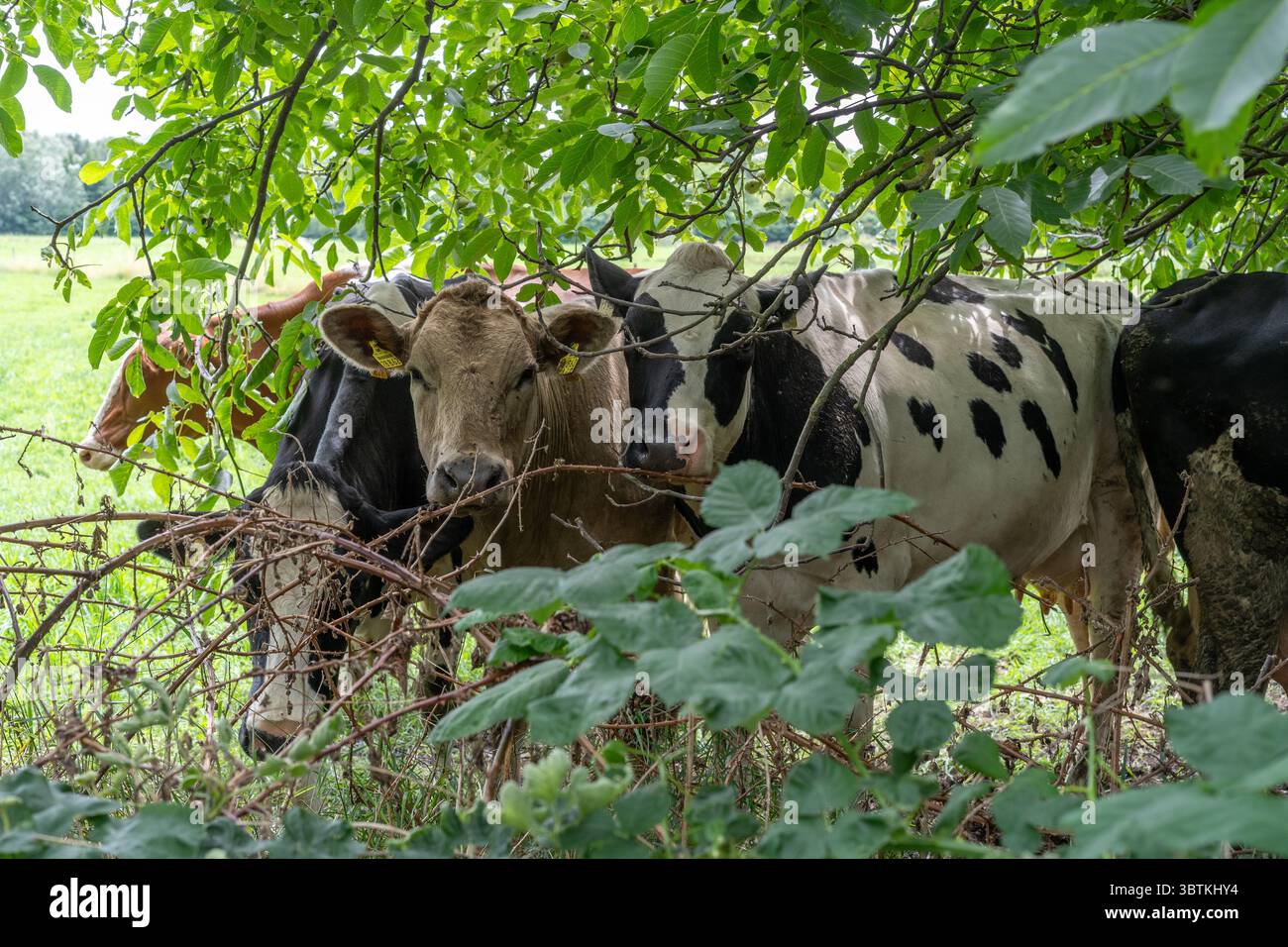 Eine Gruppe von Milchkühen weidet auf einer üppigen grünen Weide jenseits von dichtem Laub unter weichem natürlichem Licht für Landwirtschaft, ländlichen Lebensstil, Landwirtschaft und Leben Stockfoto