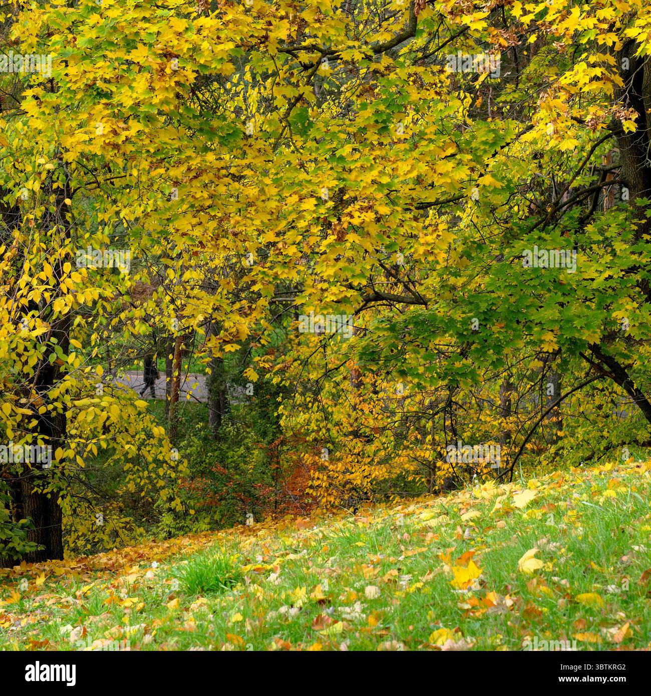 Natürliche Waldlandschaft Laubbäume im Spätherbst an einem sonnigen Tag Stockfoto