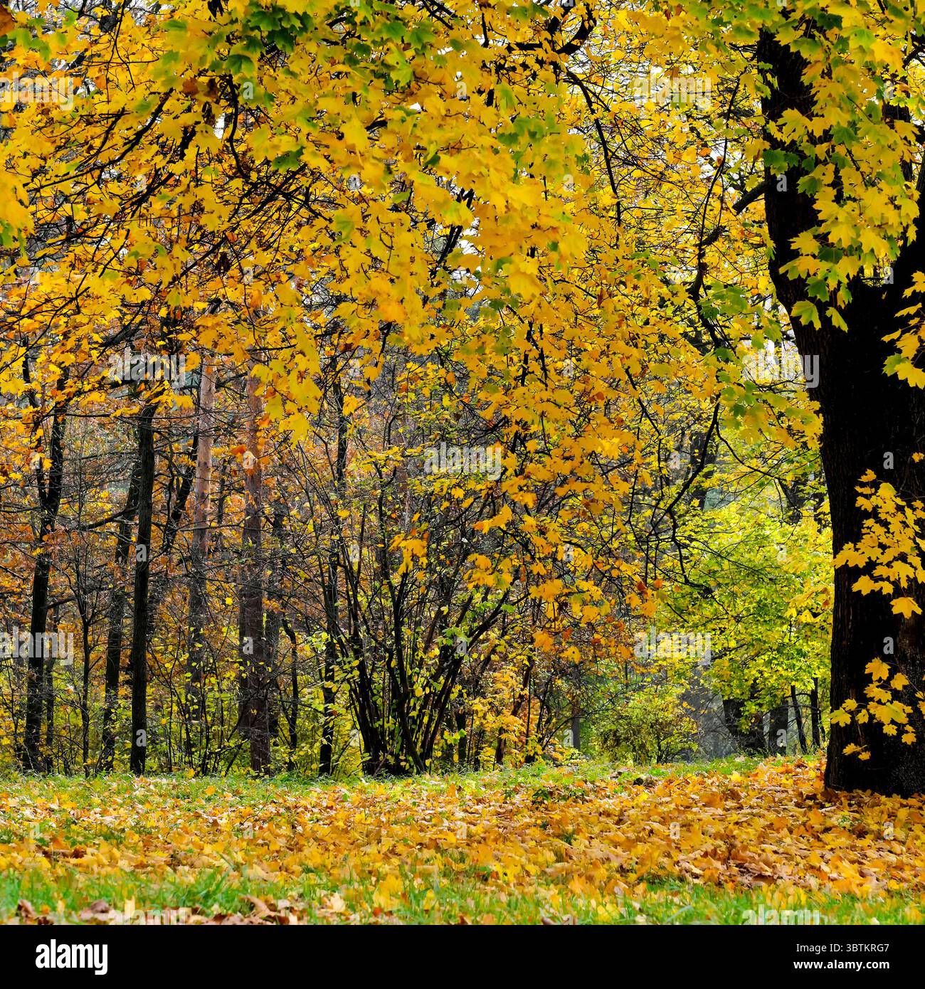 Natürliche Waldlandschaft Laubbäume im Spätherbst an einem sonnigen Tag Stockfoto