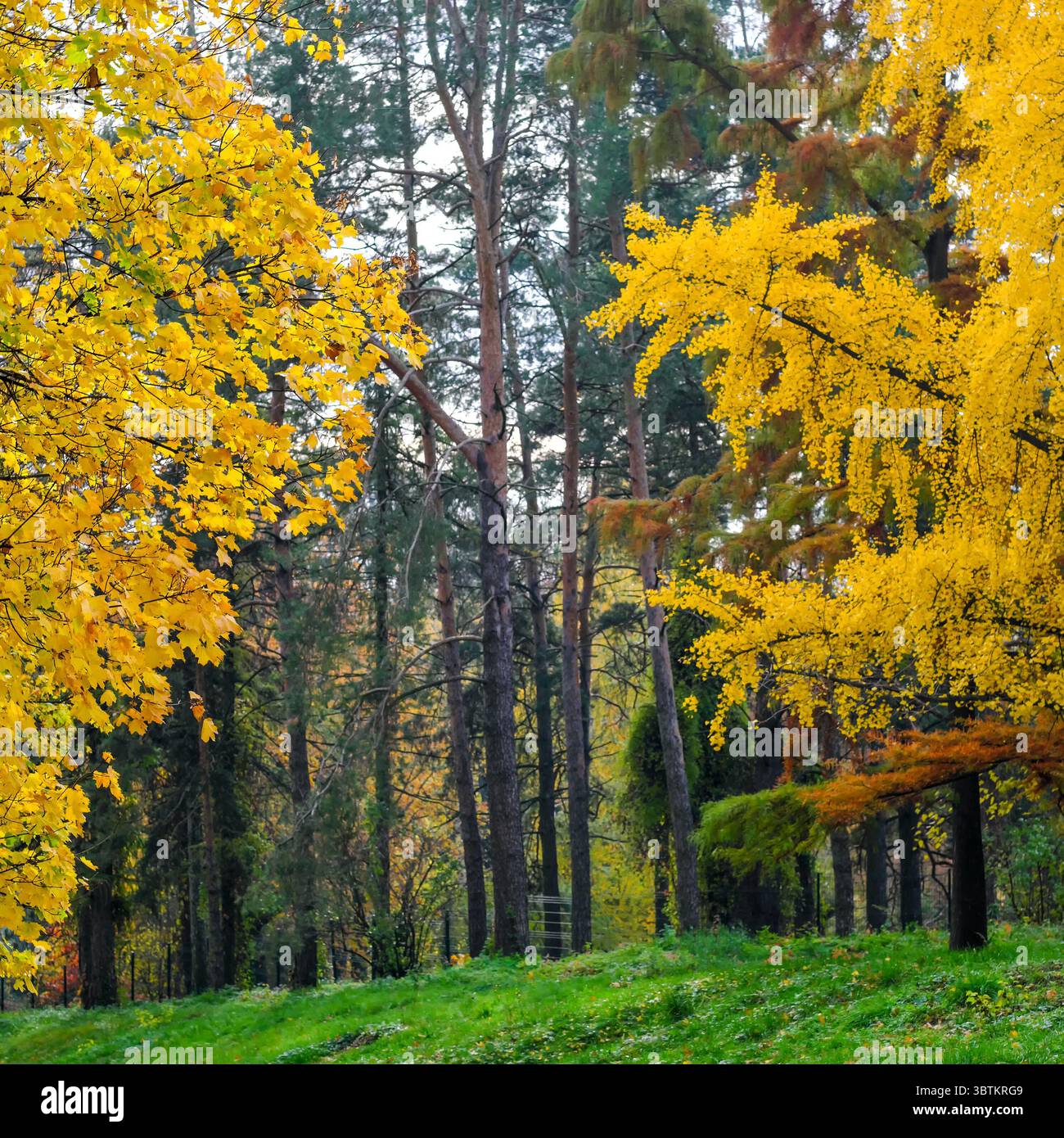 Natürliche Waldlandschaft Laubbäume im Spätherbst an einem sonnigen Tag Stockfoto