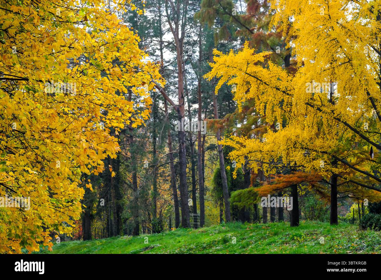 Natürliche Waldlandschaft Laubbäume im Spätherbst an einem sonnigen Tag Stockfoto