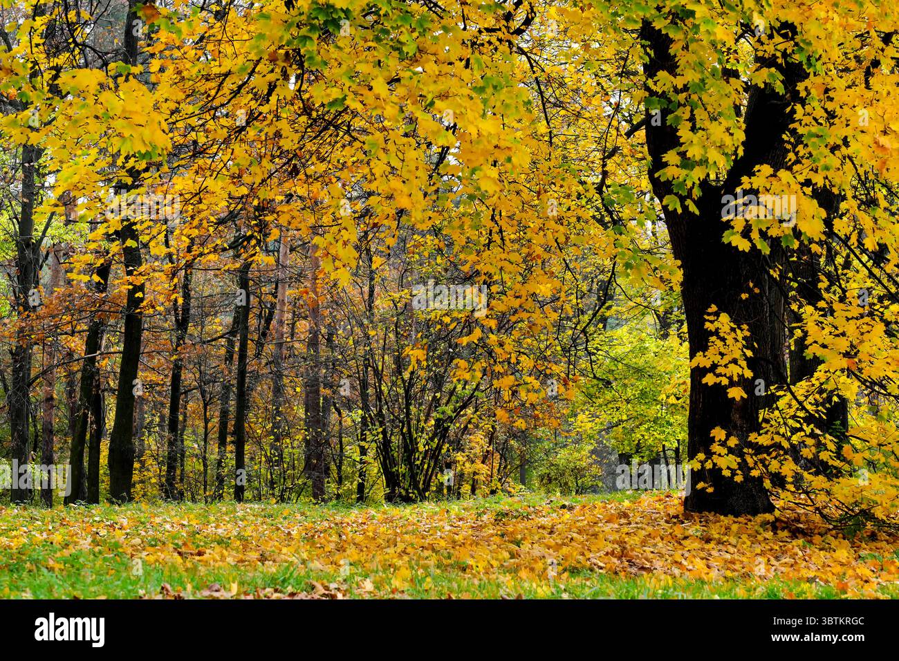 Natürliche Waldlandschaft Laubbäume im Spätherbst an einem sonnigen Tag Stockfoto