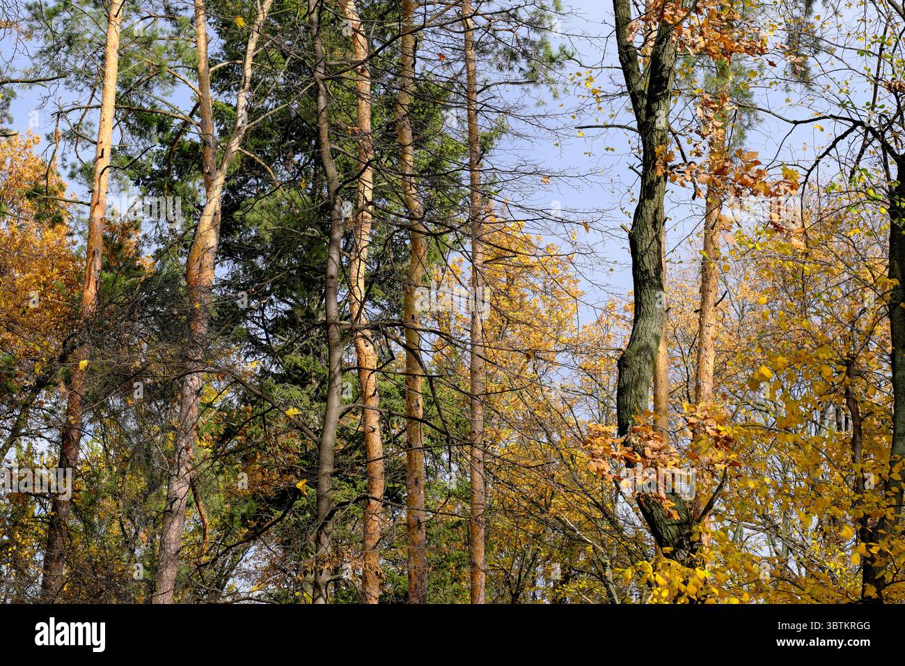 Natürliche Waldlandschaft Nadel- und Laubbäume im Spätherbst an einem sonnigen Tag Stockfoto