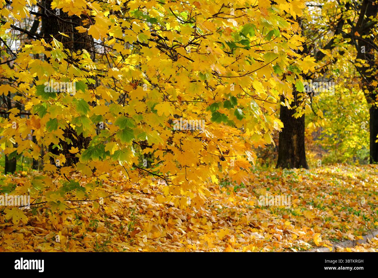 Natürliche Waldlandschaft Laubbäume im Spätherbst an einem sonnigen Tag Stockfoto