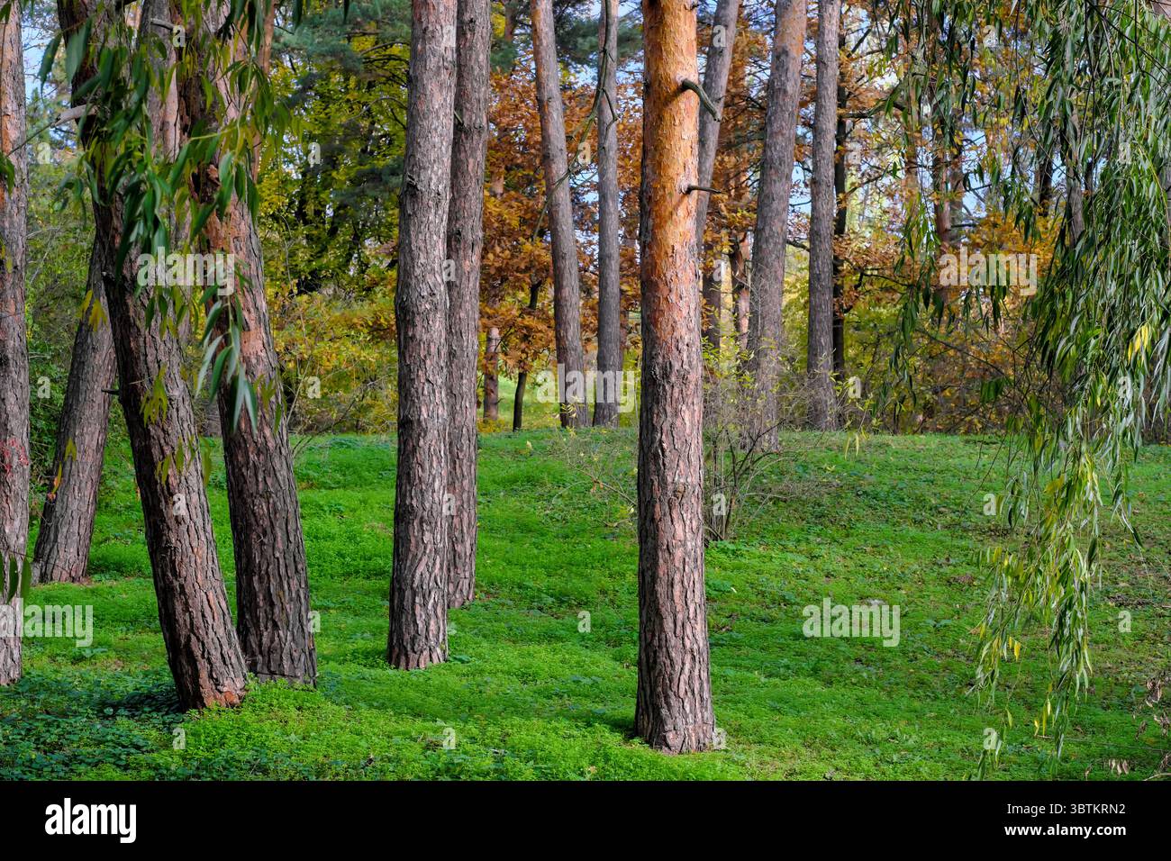 Natürliche Waldlandschaft Nadel- und Laubbäume im Spätherbst an einem sonnigen Tag Stockfoto