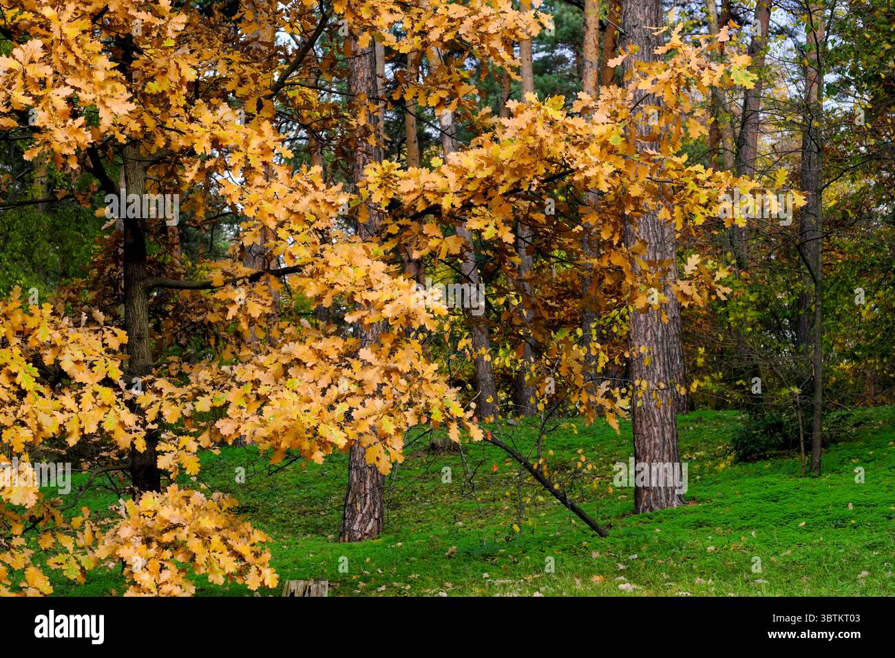 Natürliche Waldlandschaft Nadel- und Laubbäume im Spätherbst an einem sonnigen Tag Stockfoto