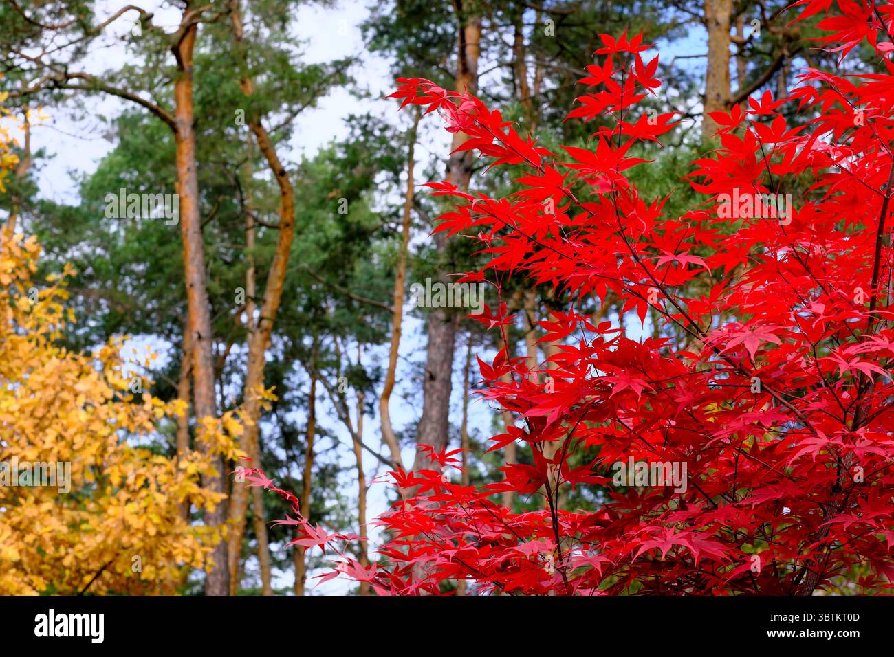 Natürliche Waldlandschaft Nadel- und Laubbäume im Spätherbst an einem sonnigen Tag Stockfoto