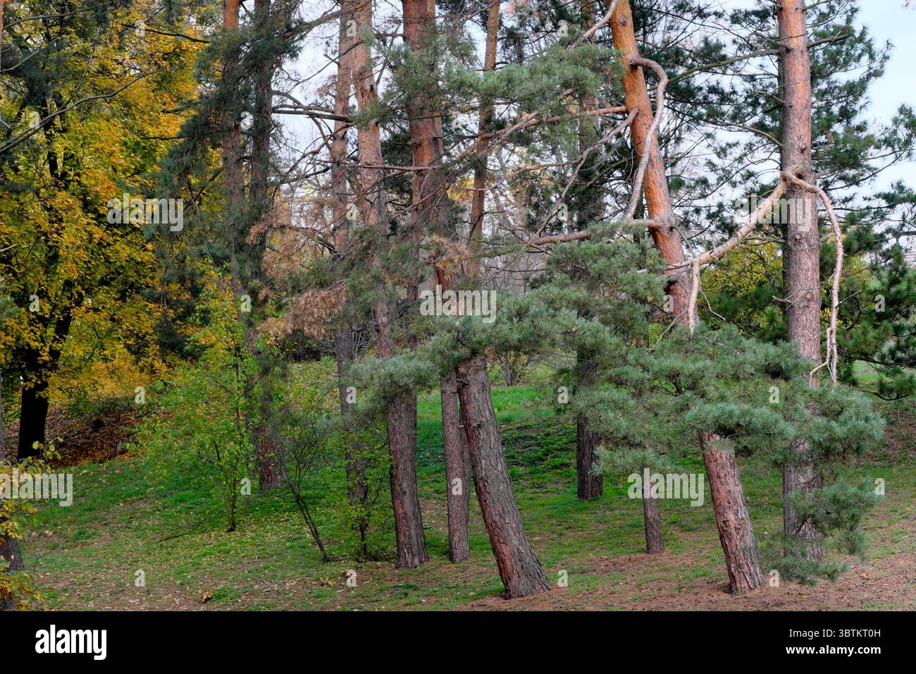 Natürliche Waldlandschaft Nadel- und Laubbäume im Spätherbst an einem sonnigen Tag Stockfoto