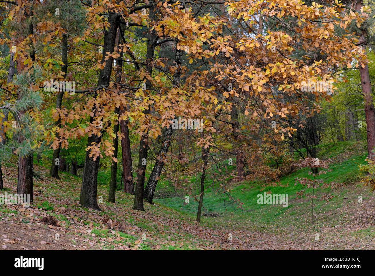 Natürliche Waldlandschaft Nadel- und Laubbäume im Spätherbst an einem sonnigen Tag Stockfoto