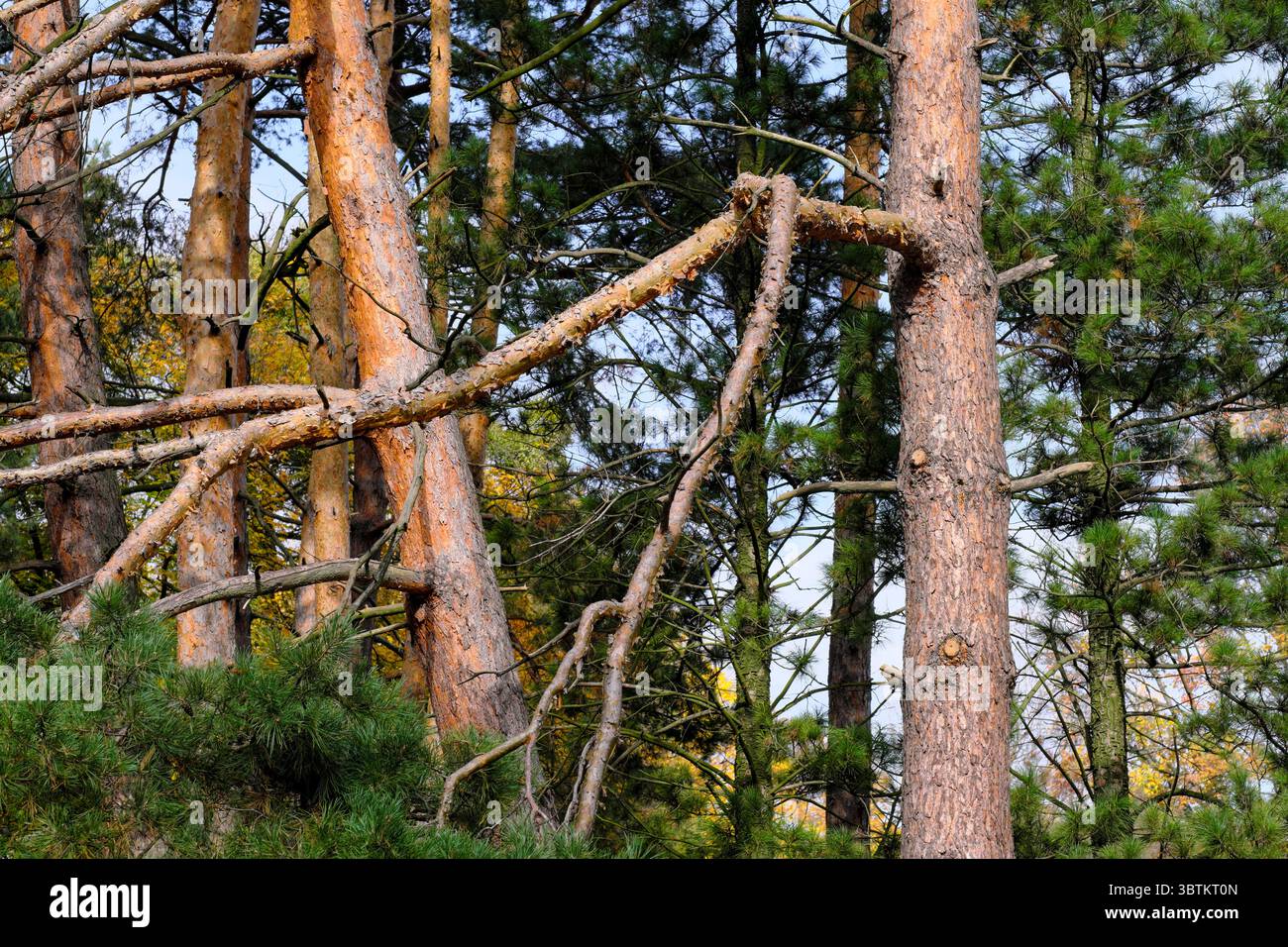 Natürliche Waldlandschaft Nadel- und Laubbäume im Spätherbst an einem sonnigen Tag Stockfoto