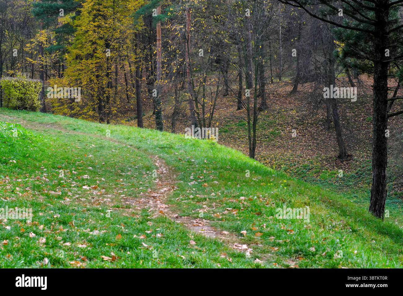 Natürliche Waldlandschaft Laubbäume im Spätherbst an einem sonnigen Tag Stockfoto