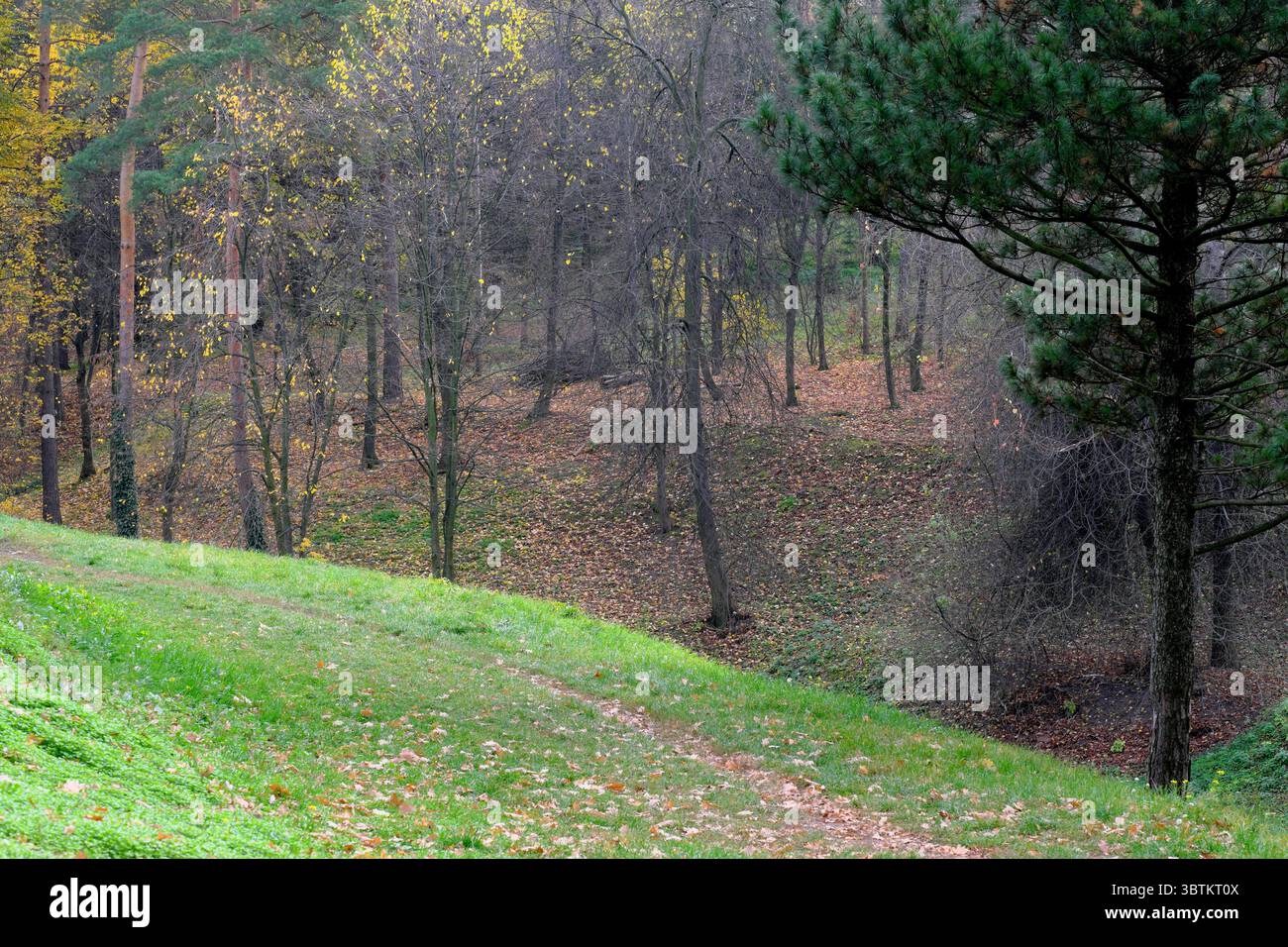 Natürliche Waldlandschaft Laubbäume im Spätherbst an einem sonnigen Tag Stockfoto