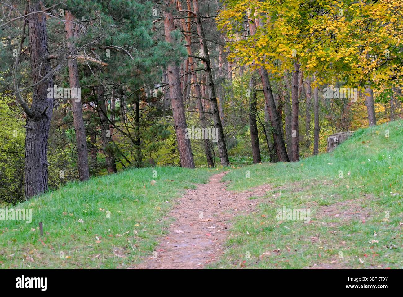 Natürliche Waldlandschaft Nadel- und Laubbäume im Spätherbst an einem sonnigen Tag Stockfoto